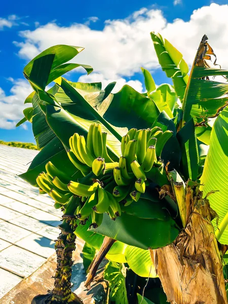 Unripe bananas on a tree against a cloudy sky. Bright sunny day on a banana plantation
