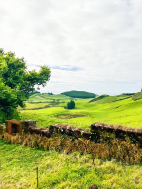 Otlakları bölen eski çitler. Azores 'in çayırlarında güneşli bir gün.