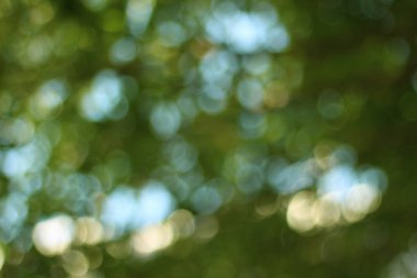 Yeşil bokeh doğa arka plan