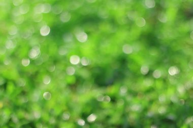 Taze bahar çimlerine çiy damlaları düşer 