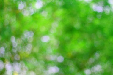 ağaç arkaplanından yeşil bokeh