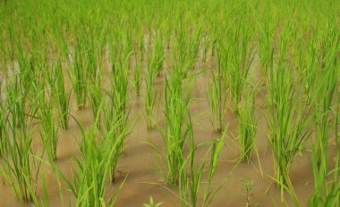 Pirinç yetiştirme, Arkaplan