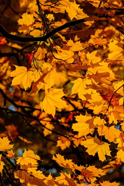 Folhas Outono Closeup Pode Ser Usado Como Fundo — Fotografia de Stock