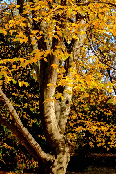 Árbol Otoño Con Hojas Amarillas Parque —  Fotos de Stock