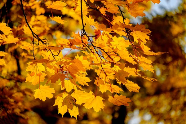 Autunno Foglie Primo Piano Può Essere Utilizzato Come Sfondo Immagine Stock