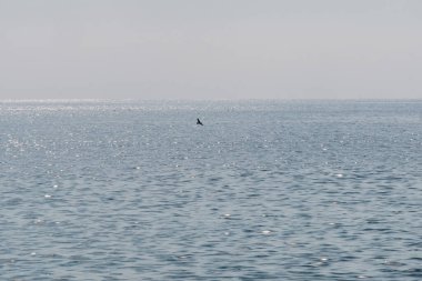 Güneşin altında parlayan okyanus manzaralı güzel bir manzara ve dalgaların üzerinde uçan bir kuş..