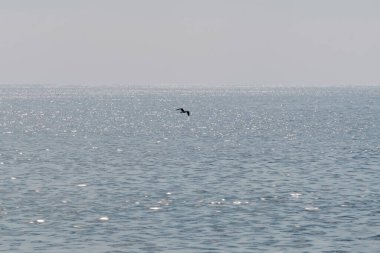 Güneşin altında parlayan okyanus manzaralı güzel bir manzara ve dalgaların üzerinde uçan bir kuş..