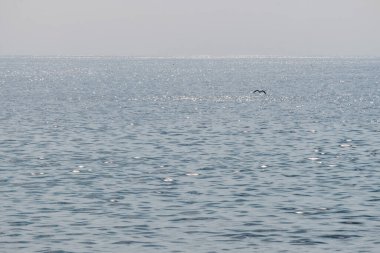 Okyanus manzaralı su arka planı güneşte parlayan ve Kanarya Adası Fuerteventura 'da uçan bir kuş..