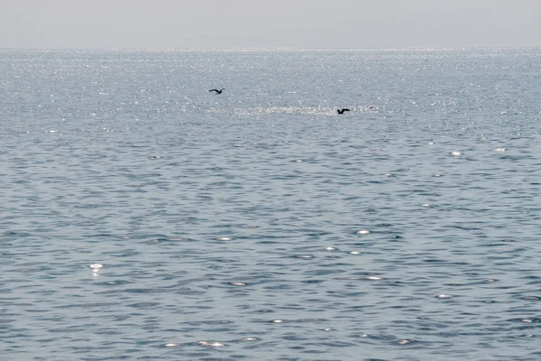 Water Background View Ocean Shining Sun Bird Flying Canary Islands — Stock Photo, Image