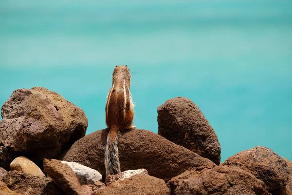 Чіпманк Сидить Скелях Відкривають Доступ Океану Канарському Острові Фуертевентура Іспанія — стокове фото