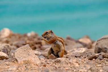 İspanya 'nın Fuerteventura kentindeki Kanarya Adası' nın arka planında okyanus olan kayaların üzerinde oturan bir sincap..