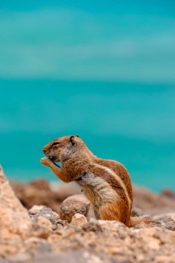 İspanya 'nın Fuerteventura kentindeki Kanarya Adası' nın arka planında okyanus olan kayaların üzerinde oturan bir sincap..