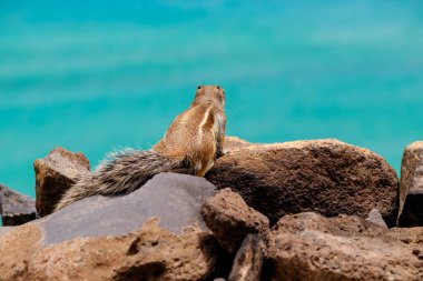 Bir sincap kayaların üzerinde oturur ve İspanya 'nın Fuerteventura Kanarya Adası' ndaki okyanusa bakar..