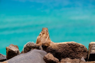 Bir sincap kayaların üzerinde oturur ve İspanya 'nın Fuerteventura Kanarya Adası' ndaki okyanusa bakar..