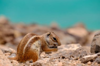 Bir sincap kayalara oturur ve Fuerteventura Kanarya Adası 'ndaki okyanusa bakar..