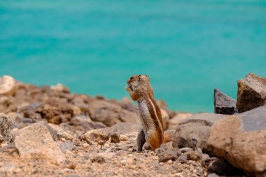 İspanya 'nın Fuerteventura kentindeki Kanarya Adası' nın arka planında okyanus olan kayaların üzerinde oturan bir sincap..