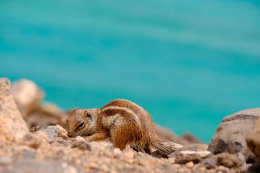 İspanya, Fuerteventura 'daki Kanarya Adası' nın arka planında okyanus olan kayaların üzerinde bir sincap oturuyor..