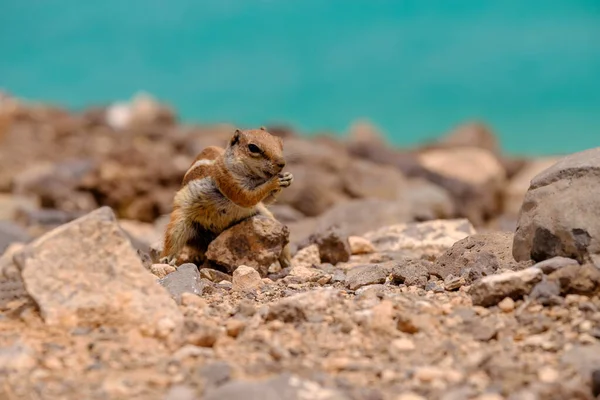 Chipmunk Sedící Skalách Oceánem Pozadí Kanárském Ostrově Fuerteventura Španělsko — Stock fotografie