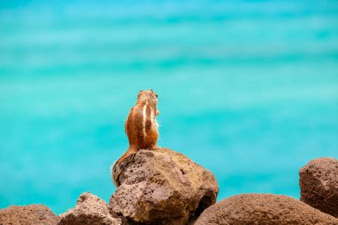 İspanya, Fuerteventura Kanarya Adası 'nın arka planında okyanus olan bir sincap kayaların üzerinde oturur..