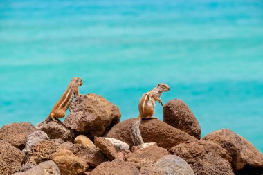 Sincaplar, İspanya 'daki Fuerteventura Kanarya Adası' nın arka planında okyanus olan kayaların üzerinde otururlar..