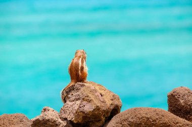 İspanya, Fuerteventura Kanarya Adası 'nın arka planında okyanus olan bir sincap kayaların üzerinde oturur..