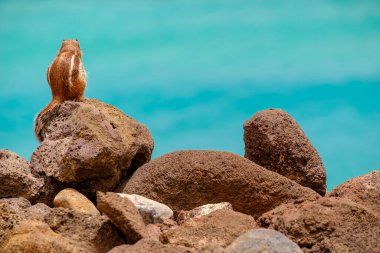 İspanya, Fuerteventura Kanarya Adası 'nın arka planında okyanus olan bir sincap kayaların üzerinde oturur..