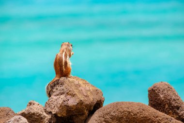 İspanya, Fuerteventura Kanarya Adası 'nın arka planında okyanus olan bir sincap kayaların üzerinde oturur..