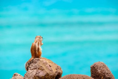 İspanya, Fuerteventura Kanarya Adası 'nın arka planında okyanus olan bir sincap kayaların üzerinde oturur..