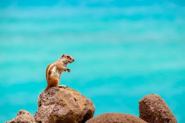 İspanya, Fuerteventura Kanarya Adası 'nın arka planında okyanus olan bir sincap kayaların üzerinde oturur..