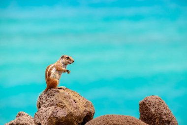 İspanya, Fuerteventura Kanarya Adası 'nın arka planında okyanus olan bir sincap kayaların üzerinde oturur..