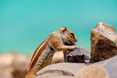 İspanya, Fuerteventura Kanarya Adası 'nın arka planında okyanus olan bir sincap kayaların üzerinde oturur..