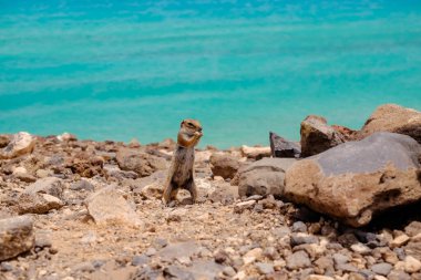 İspanya, Fuerteventura Kanarya Adası 'nın arka planında okyanus olan bir sincap kayaların üzerinde oturur..