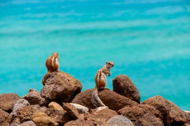 Sincaplar, İspanya 'daki Fuerteventura Kanarya Adası' nın arka planında okyanus olan kayaların üzerinde otururlar..