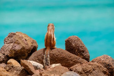 İspanya, Fuerteventura Kanarya Adası 'nın arka planında okyanus olan bir sincap kayaların üzerinde oturur..