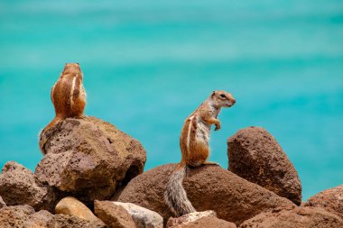 Sincaplar, İspanya 'daki Fuerteventura Kanarya Adası' nın arka planında okyanus olan kayaların üzerinde otururlar..
