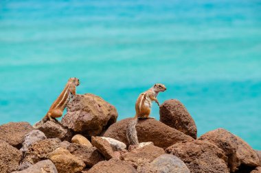 Sincaplar, İspanya 'daki Fuerteventura Kanarya Adası' nın arka planında okyanus olan kayaların üzerinde otururlar..