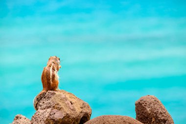 İspanya, Fuerteventura Kanarya Adası 'nın arka planında okyanus olan bir sincap kayaların üzerinde oturur..