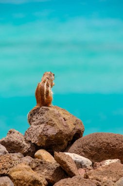 İspanya, Fuerteventura Kanarya Adası 'nın arka planında okyanus olan bir sincap kayaların üzerinde oturur..