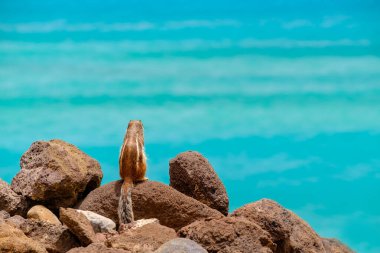 İspanya, Fuerteventura Kanarya Adası 'nın arka planında okyanus olan bir sincap kayaların üzerinde oturur..