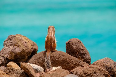 İspanya, Fuerteventura Kanarya Adası 'nın arka planında okyanus olan bir sincap kayaların üzerinde oturur..