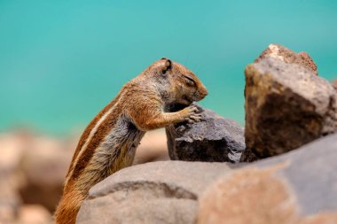 İspanya, Fuerteventura Kanarya Adası 'nın arka planında okyanus olan bir sincap kayaların üzerinde oturur..