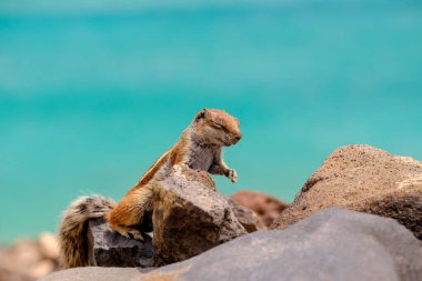 İspanya, Fuerteventura Kanarya Adası 'nın arka planında okyanus olan bir sincap kayaların üzerinde oturur..