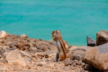 İspanya 'nın Fuerteventura kentindeki Kanarya Adası' nın arka planında okyanus olan kayaların üzerinde oturan bir sincap..