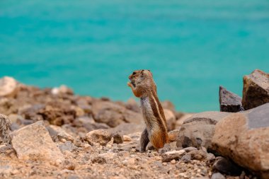İspanya 'nın Fuerteventura kentindeki Kanarya Adası' nın arka planında okyanus olan kayaların üzerinde oturan bir sincap..