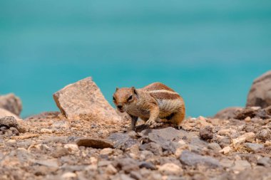 İspanya 'nın Fuerteventura kentindeki Kanarya Adası' nın arka planında okyanus olan kayaların üzerinde oturan bir sincap..