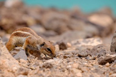 İspanya 'nın Fuerteventura kentindeki Kanarya Adası' nın arka planında okyanus olan kayaların üzerinde oturan bir sincap..