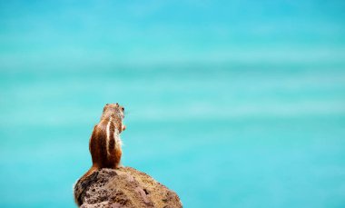 İspanya 'nın Fuerteventura Kanarya Adası' ndaki okyanusa bakan kayaların üzerinde bir sincap oturuyor..