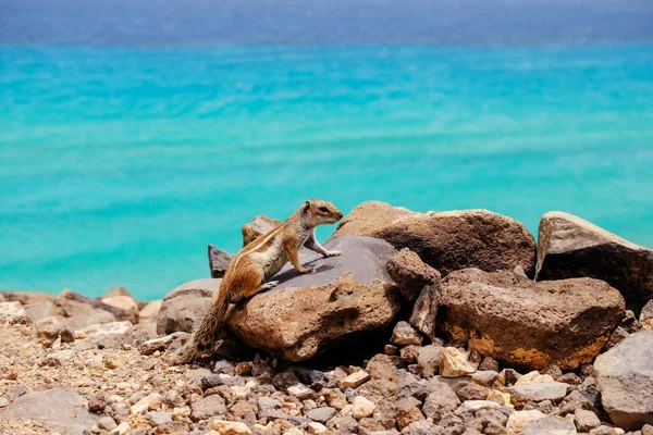 Чіпманк Сидить Скелях Океаном Задньому Плані Канарського Острова Фуертевентура Іспанія — стокове фото