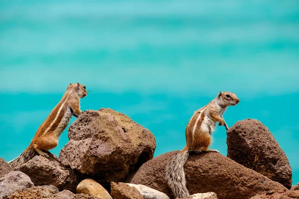 Chipmunks Sitter Stenar Med Havet Bakgrunden Kanarieöarna Fuerteventura Spanien — Stockfoto