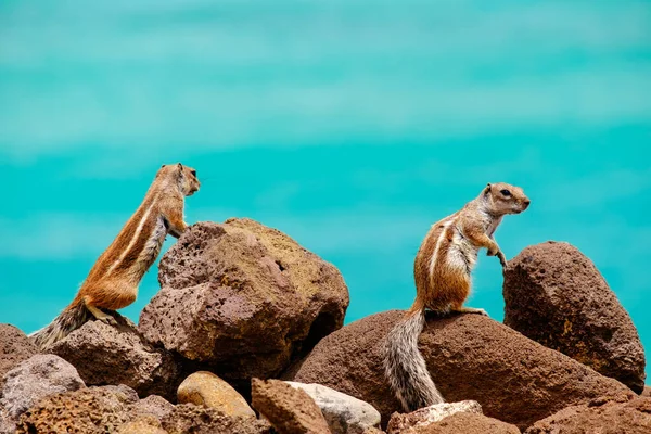 Chipmunks Sedersi Rocce Con Oceano Sullo Sfondo Sulle Isole Canarie — Foto Stock